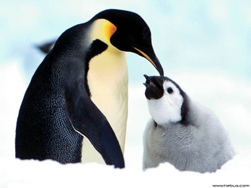 Résultat de recherche d'images pour "image de pingouin"